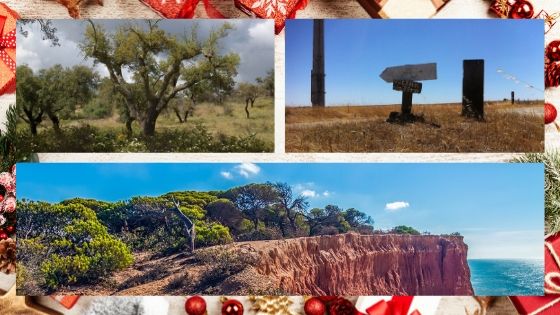 Quercus suber en Algarve et au Alenteijo Portugal